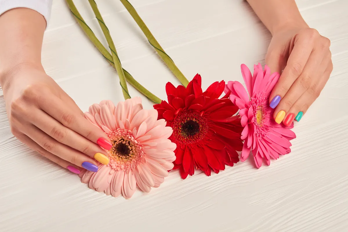 Hands with multicoloured nails holding pink and red gerbera flowers